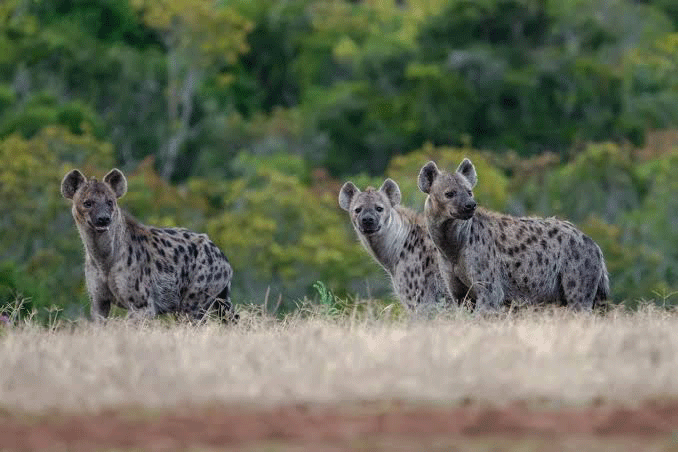 the night safari animals 