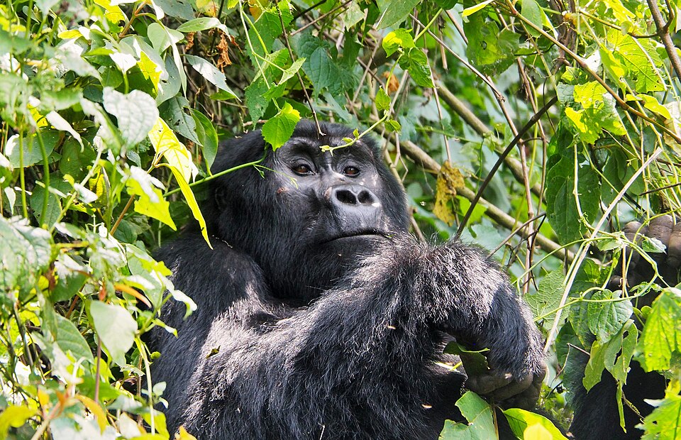 Mountain gorilla resting among green vegetation in Bwindi Uganda