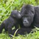 Lifespan of a gorilla – mountain gorilla mother and baby sharing a tender moment in the forest