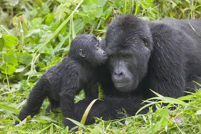 Lifespan of a gorilla – mountain gorilla mother and baby sharing a tender moment in the forest