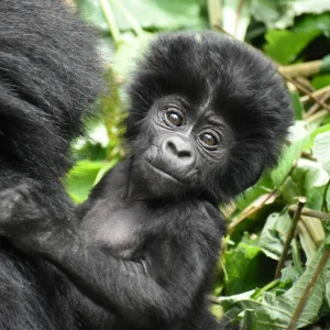 Gorilla portrait during Uganda safari