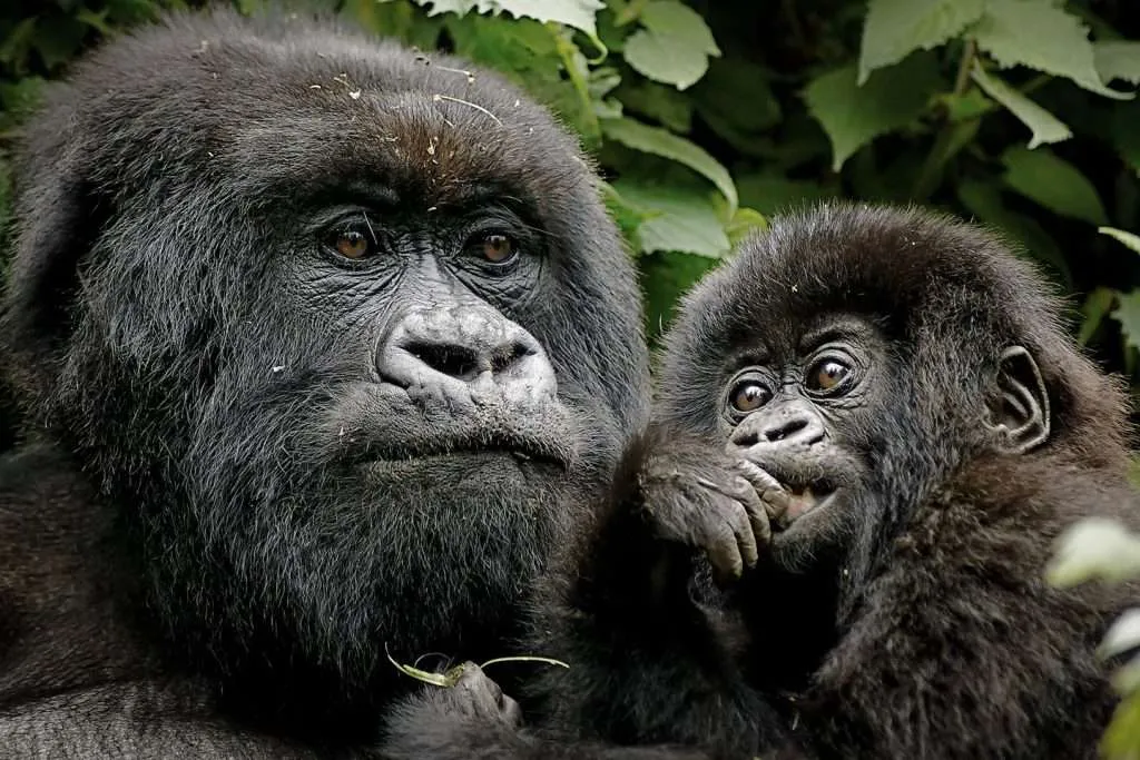 Bwindi Mountain Gorillas