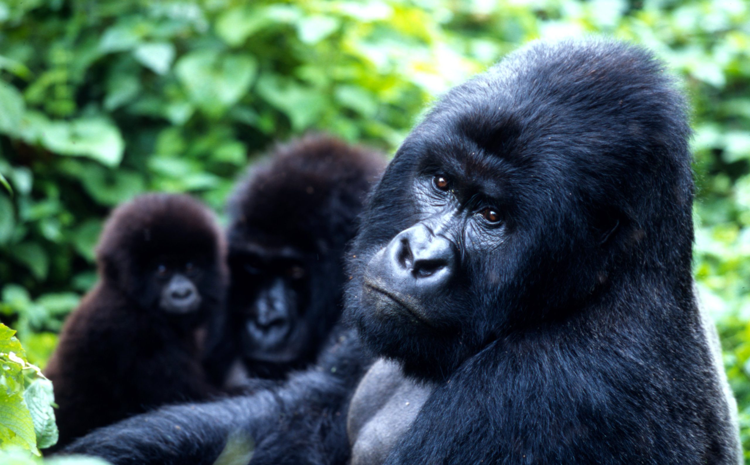 Mountain gorilla feeding on fresh vegetation in Bwindi forest, Uganda