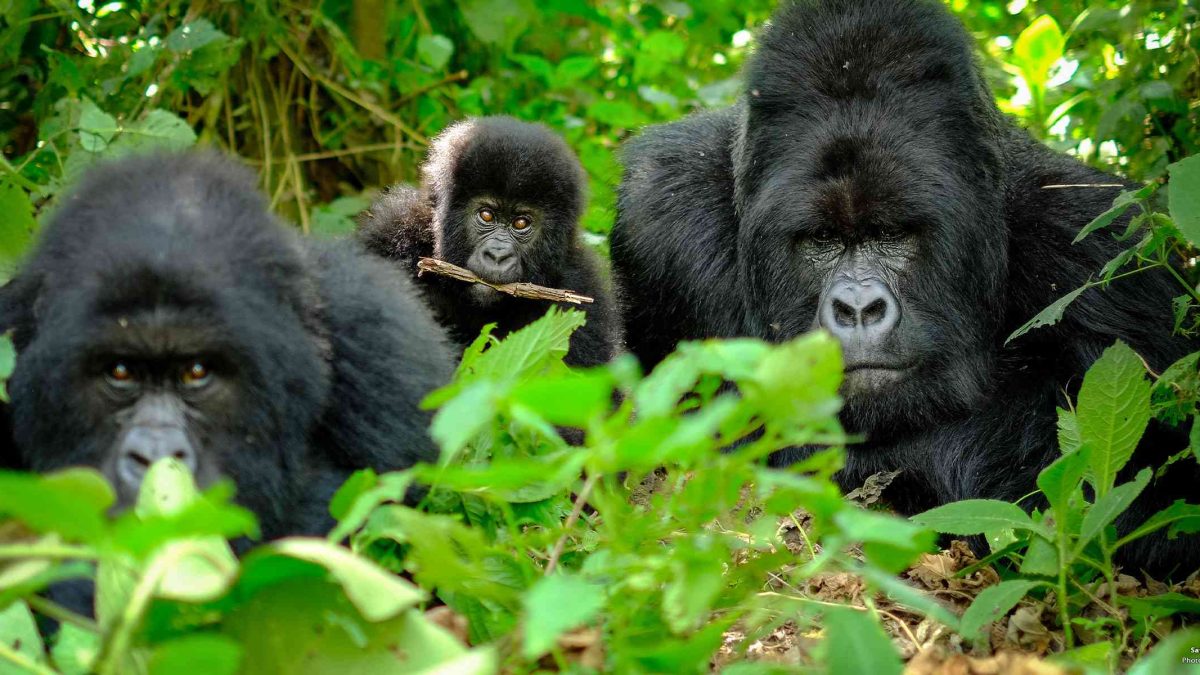 mountain gorillas in bwindi