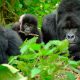 mountain gorillas in bwindi