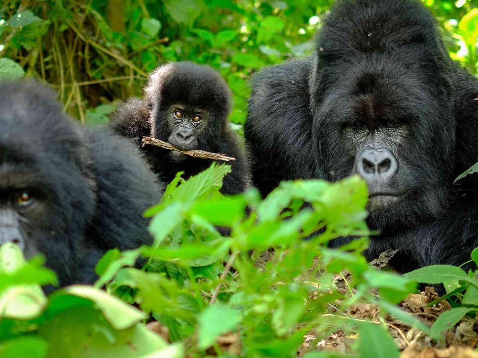 mountain gorillas in bwindi