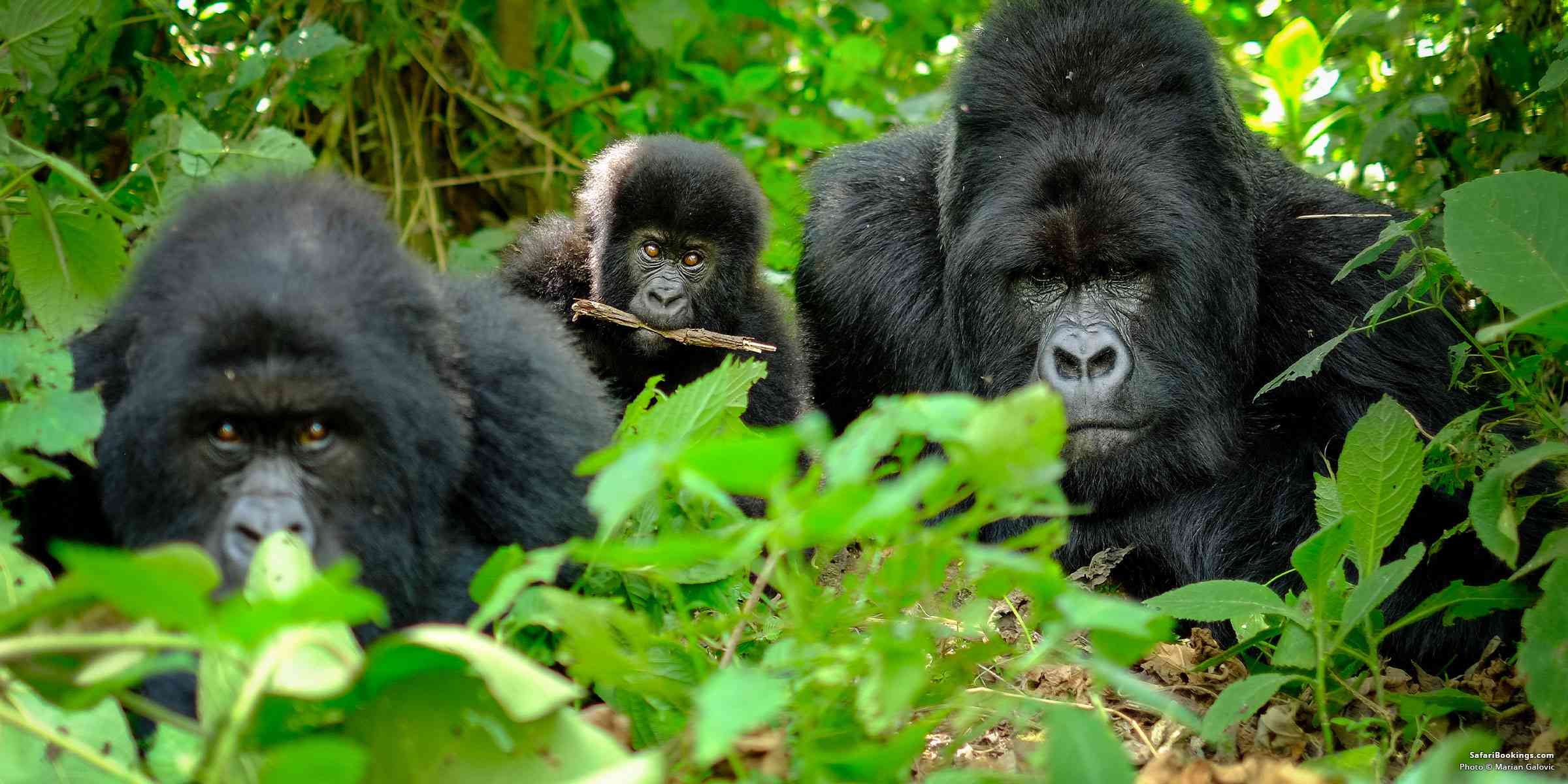 Young mountain gorilla in Bwindi Impenetrable National Park.