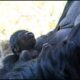 mountain gorilla baby