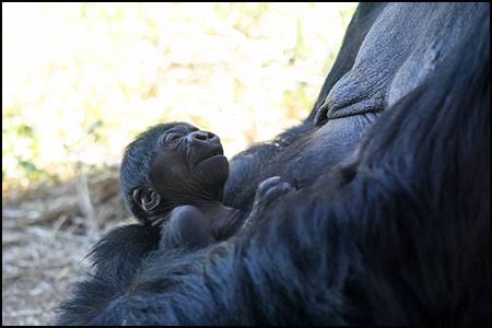 mountain gorilla baby