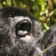 Close-up of a mountain gorilla with its mouth wide open among forest vegetation.