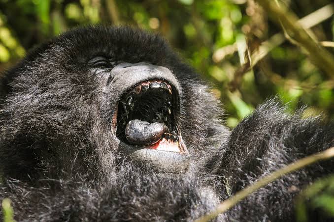 Close-up of a mountain gorilla with its mouth wide open among forest vegetation.