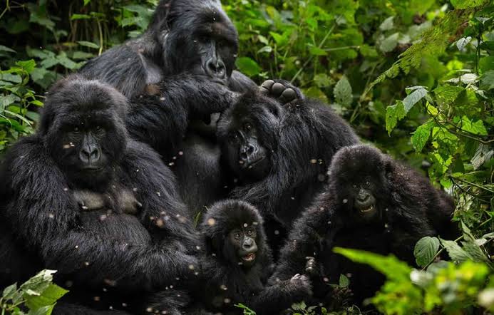Mountain gorilla family with adults and young gorillas resting together in a lush green forest