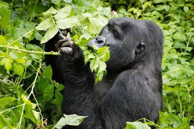 Mountain gorilla eating fresh green leaves in a lush forest habitat