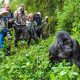 Bwindi Gorilla Habituation Experience in Uganda