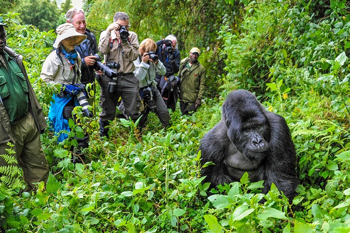 Bwindi Gorilla Habituation Experience in Uganda