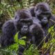 mountain gorilla research