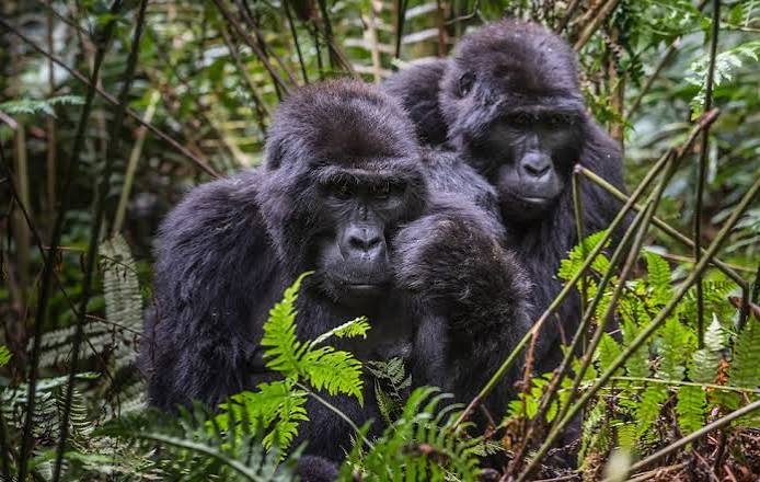 mountain gorilla research