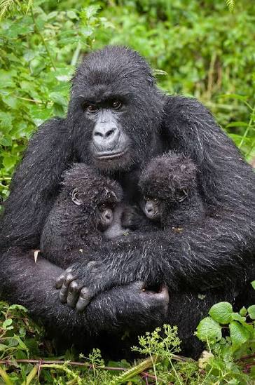 Mountain gorillas in Bwindi Uganda on a PrideMark safari