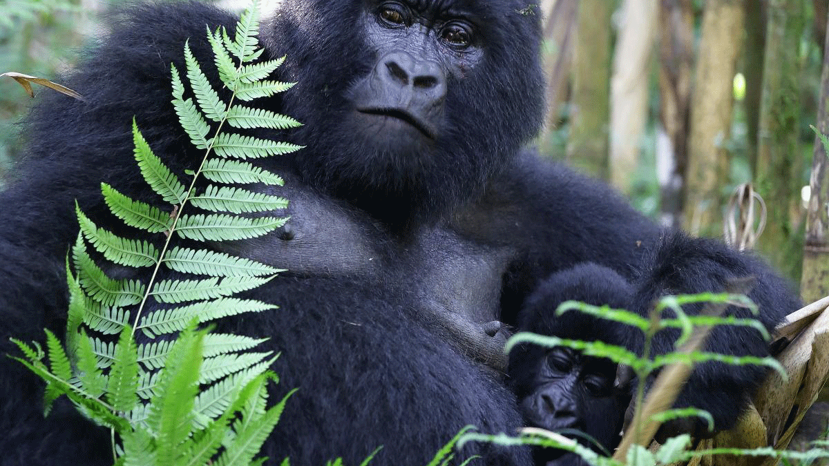 Why Do Gorillas Beat Their Chests?
