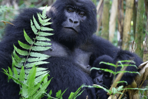 Affordable Uganda Safaris mountain gorilla trekking in Bwindi