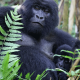 Why Do Gorillas Beat Their Chests?