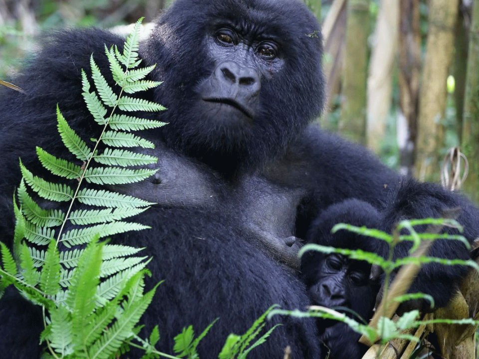 Why Do Gorillas Beat Their Chests?