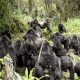 how mountain gorillas communicate
