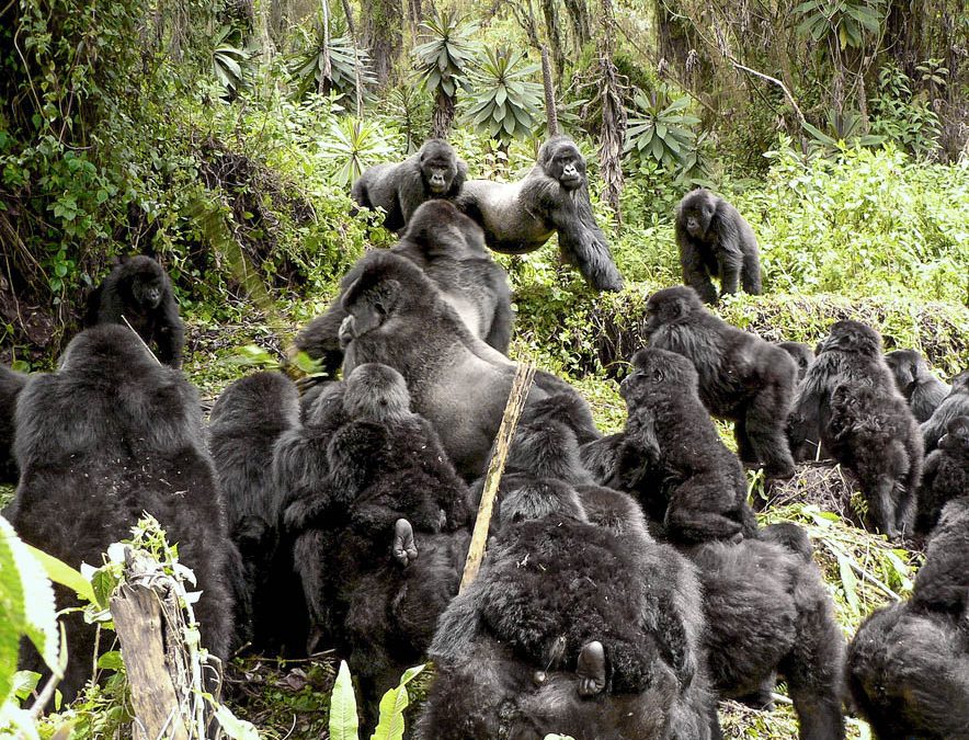 how mountain gorillas communicate