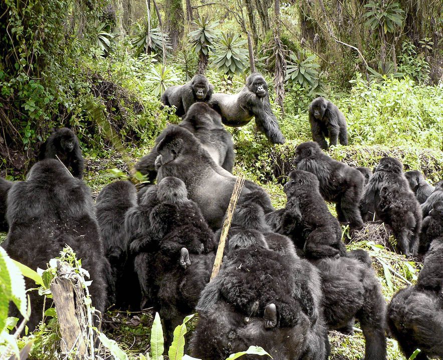 how mountain gorillas communicate
