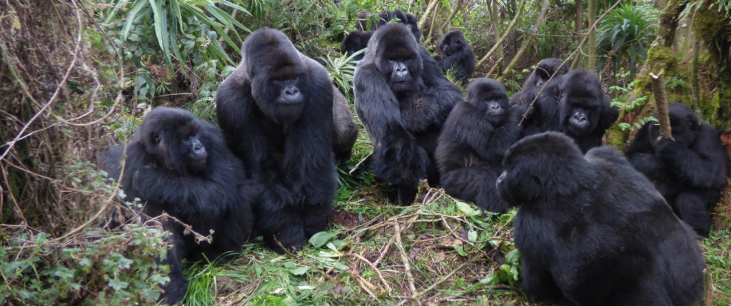 A mountain gorilla family in Bwindi communicates constantly through sounds, gestures, touch and body language.