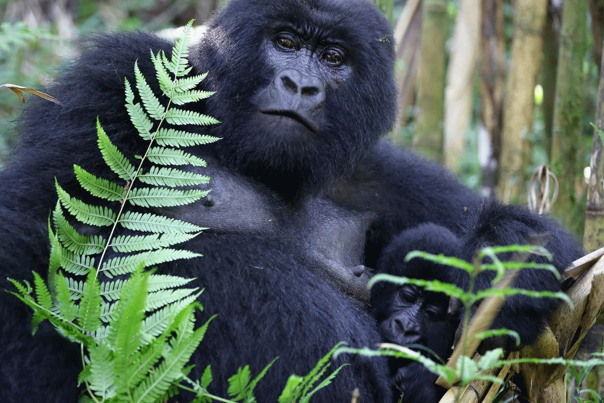 mountain gorillla
