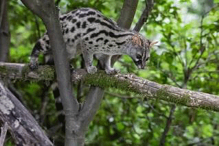 common genet
