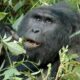 Oldest mountain gorilla in Uganda eating green vegetation in Bwindi forest