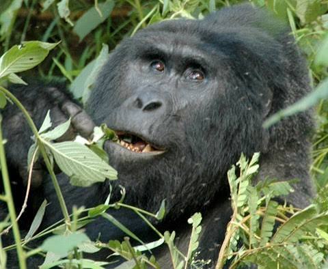 Oldest mountain gorilla in Uganda eating green vegetation in Bwindi forest