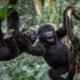 Two young mountain gorillas playing in rainforest trees, illustrating Uganda gorilla trekking experiences with Pridemark Safaris.