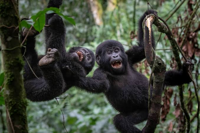 Two young mountain gorillas playing in rainforest trees, illustrating Uganda gorilla trekking experiences with Pridemark Safaris.