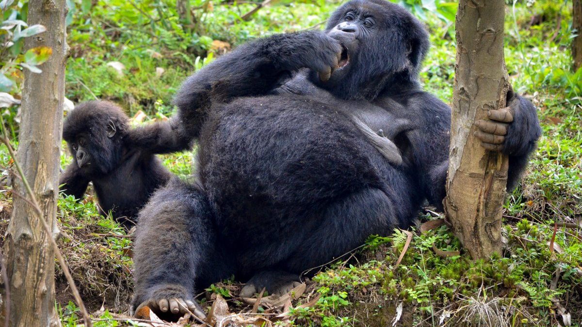 mountain gorillas vs eastern lowland gorillas