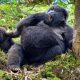 mountain gorillas vs eastern lowland gorillas