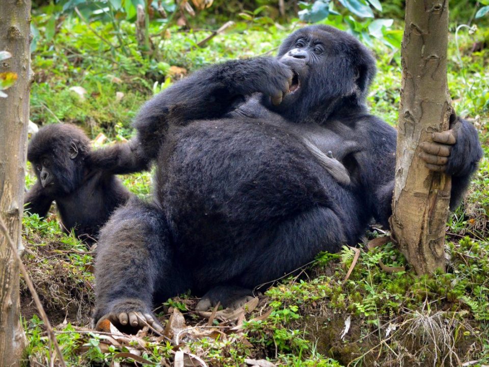 mountain gorillas vs eastern lowland gorillas