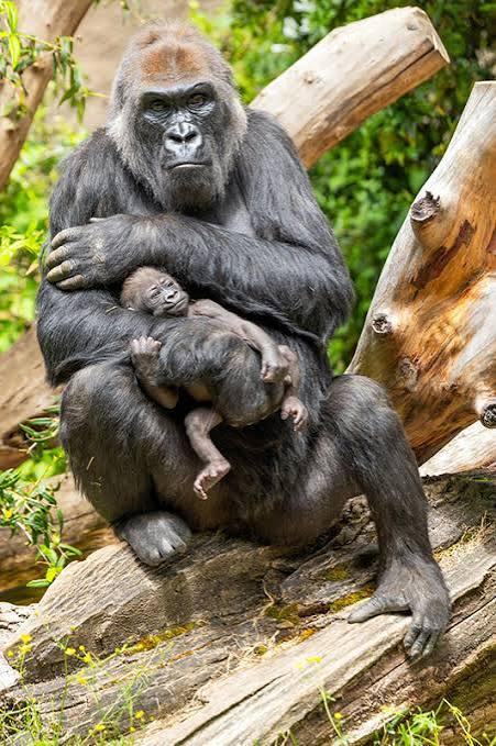 Silverback gorilla beside a mountain gorilla baby