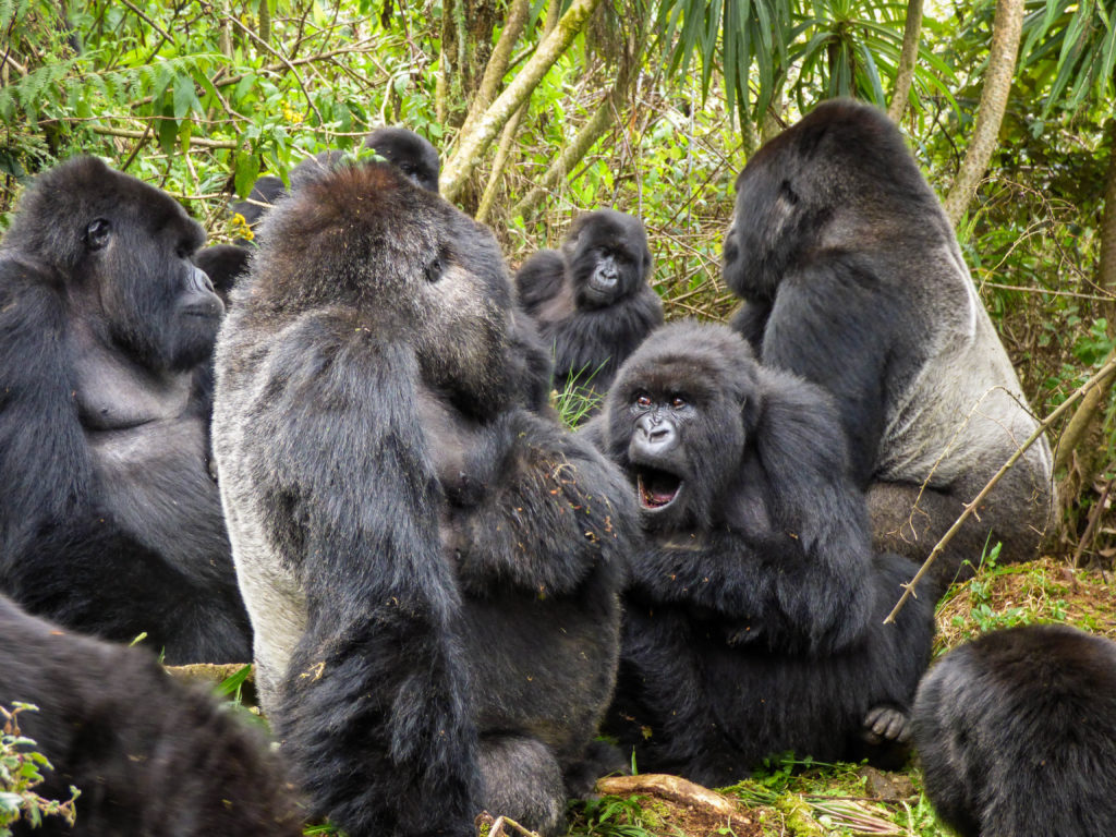 silverback mountain gorillas with families