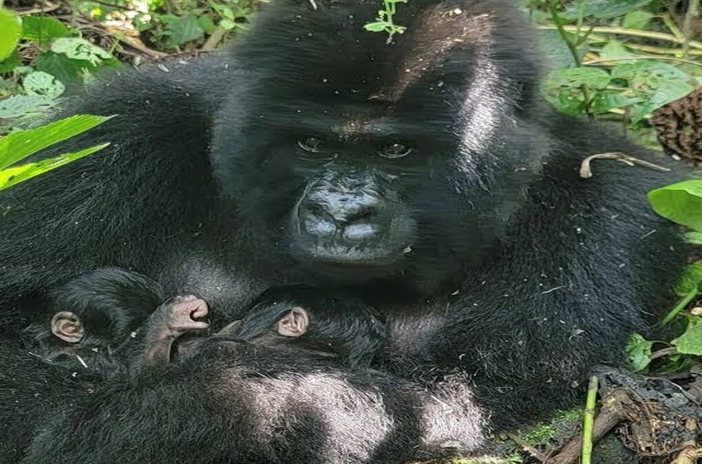 caring silverback