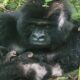 caring silverback