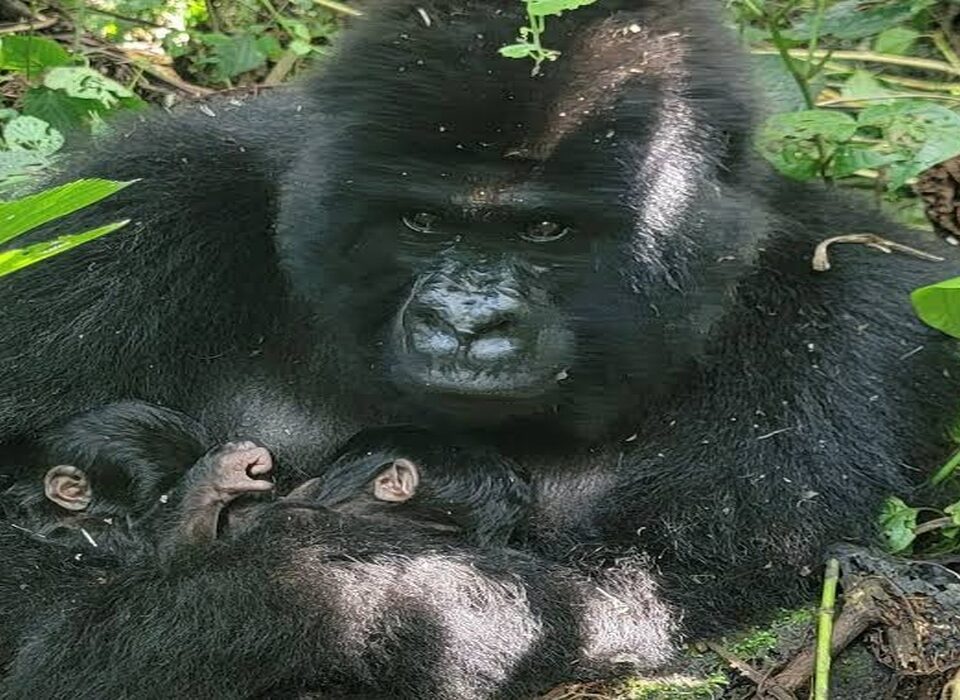 caring silverback