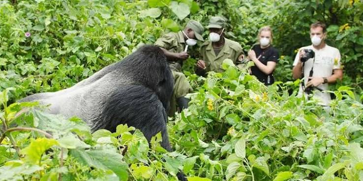 Tourists and wildlife rangers observing a silverback mountain gorilla during a forest trekking experience