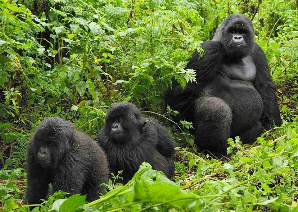 Bwindi Mountain Gorillas