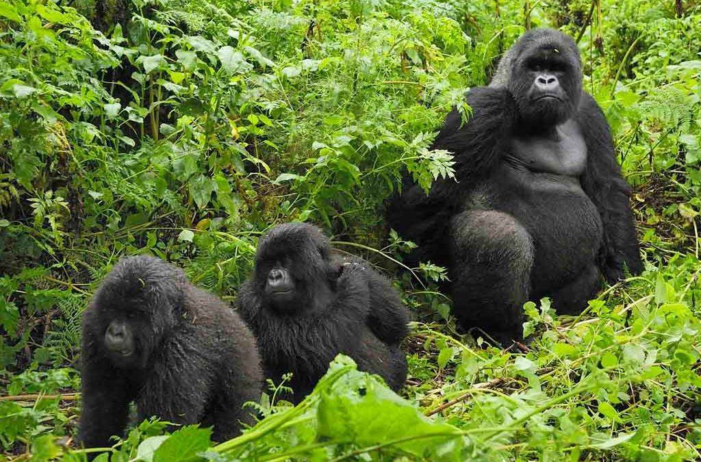 why mountain gorillas live in families