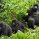 why mountain gorillas live in families